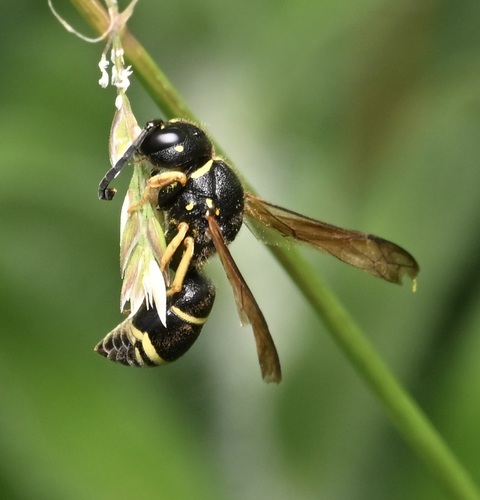 Gymnomerus laevipes observed 2026-06-15