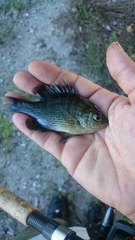 Lepomis punctatus
