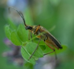 Stenocorus meridianus