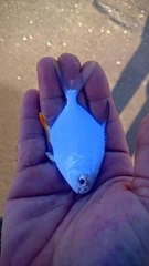Trachinotus falcatus