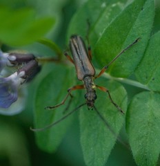 Stenocorus meridianus