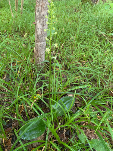 Greater butterfly-orchid