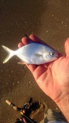 Trachinotus carolinus