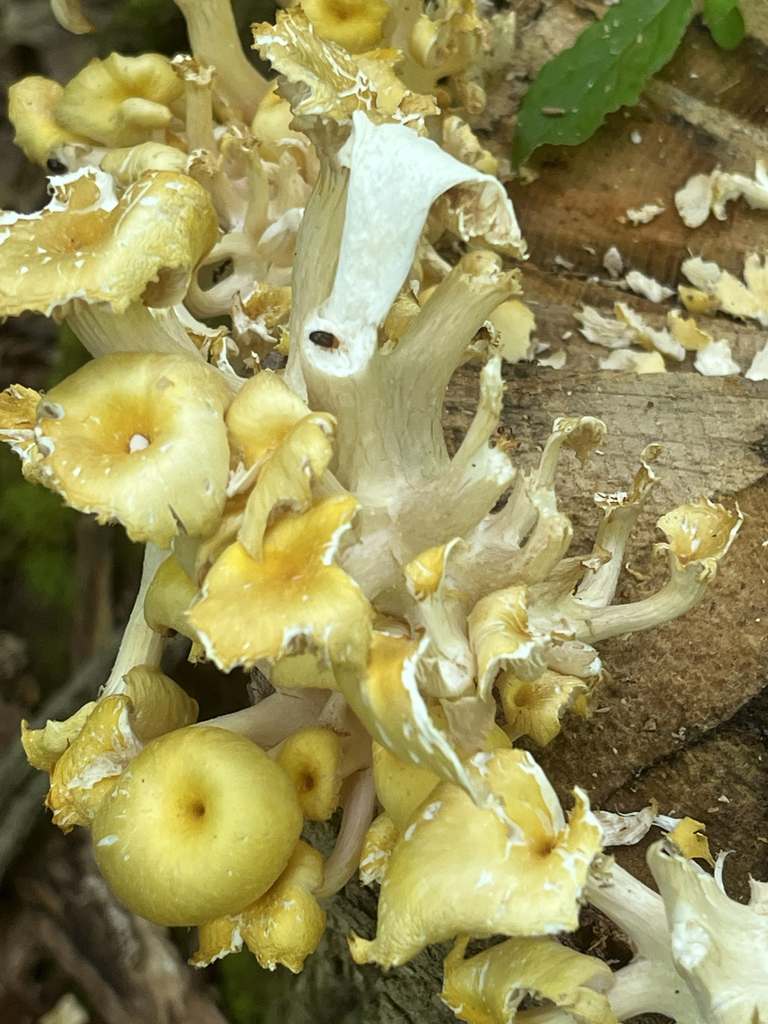 Golden Oyster Mushroom · June 2026 · photo: Photo: no rights reserved · iNaturalist
