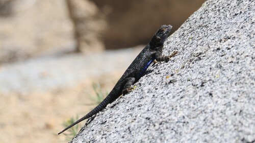 iNaturalist observation photo of Spiny Lizards