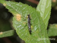 Ichthyurus nigripennis