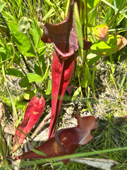 Sarracenia × catesbaei