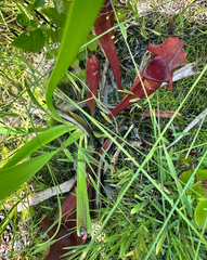 (c) Ashwin Srinivasan, some rights reserved (CC BY) Sarracenia × catesbaei, photograph (c) Ashwin Srinivasan, some rights reserved (CC BY)