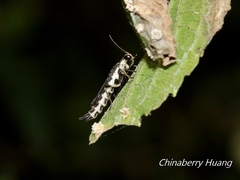 Ichthyurus nigripennis