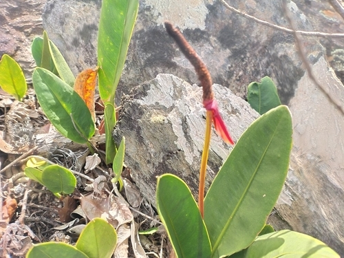 Anthurium minarum
