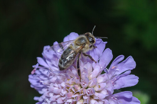 Western Honey Bee