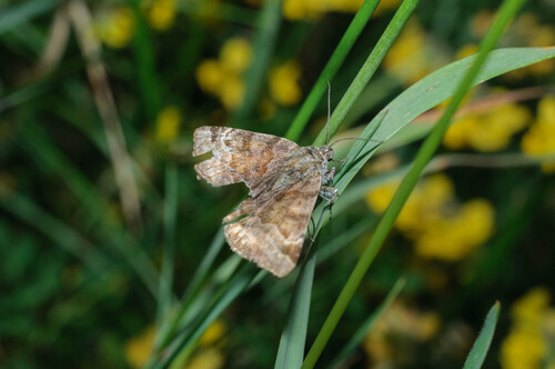 Burnet Companion