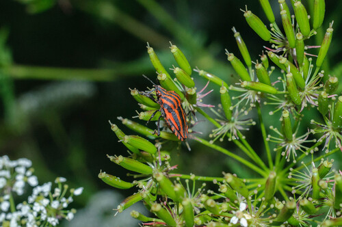 Continental Striped Shield Bug