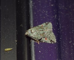 Maliattha concinnimacula