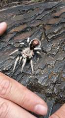 Hapalotremus