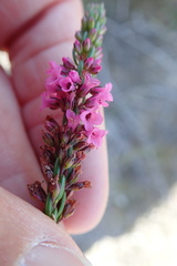 Erica pulchella
