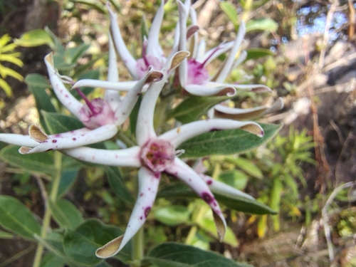 Oxypetalum erectum