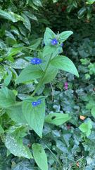 Pentaglottis sempervirens