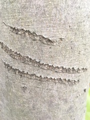 Cladrastis kentukea