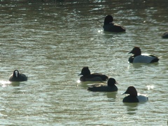 Aythya fuligula × nyroca