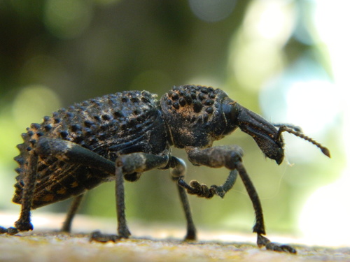Germainiellus ovatus · NaturaLista Colombia