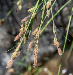 Carex nudata