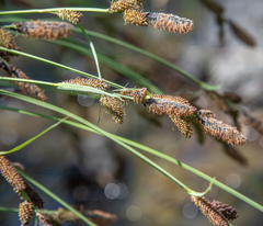 Carex nudata