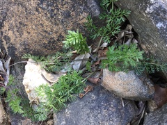 Torilis nodosa