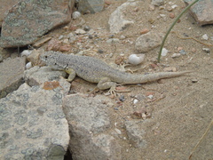 Liolaemus nigromaculatus