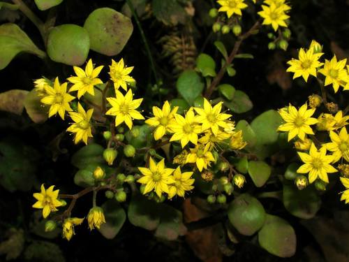 Aichryson divaricatum