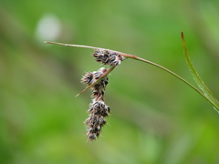 Luzula spicata