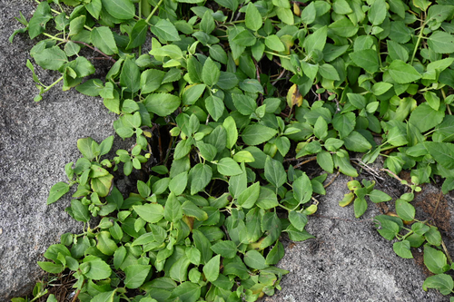 Wollastonia uniflora, photograph 6