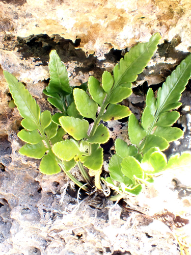Asplenium lyallii, photograph 5