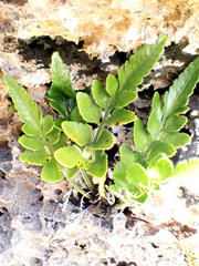 Asplenium lyallii, photograph author not stated, no rights reserved