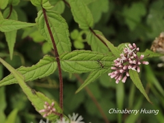 Eupatorium shimadae