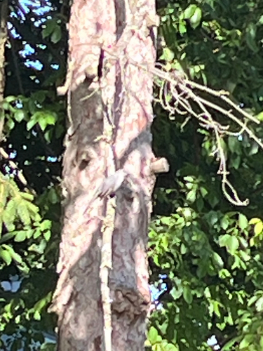 Gray Catbird