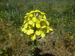 Erysimum maremmanum