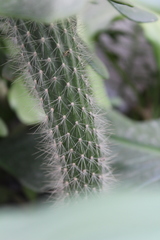 Cleistocactus