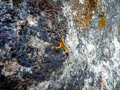 Gonatodes atricucullaris