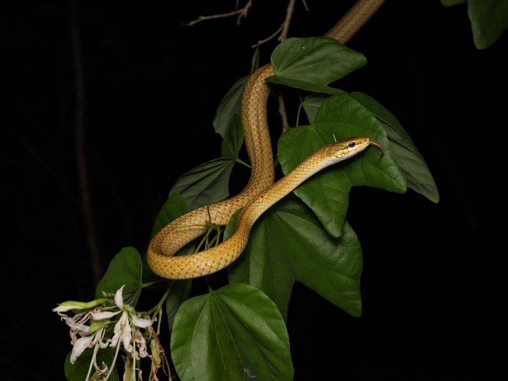 Mayan Golden-Backed Snake