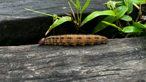 coconut caterpillar