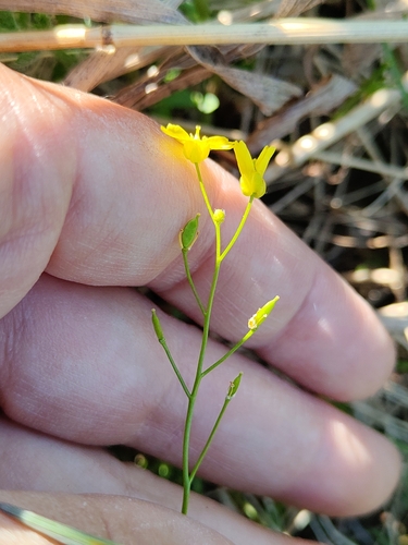 Draba sibirica, photograph 5