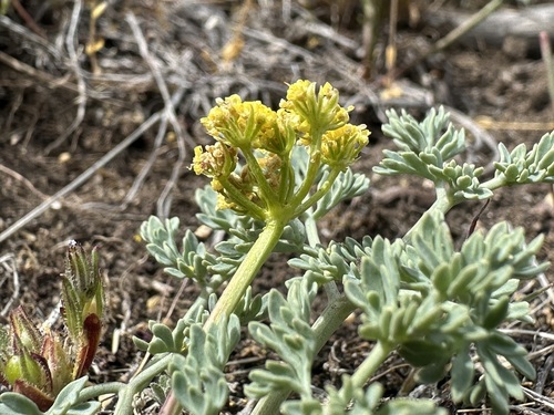 Lomatium donnellii, 2026-05-01
