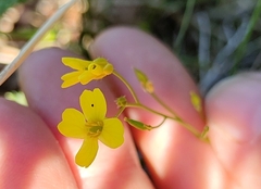 Draba sibirica, photograph (c) Екатерина Гущина, some rights reserved (CC BY)