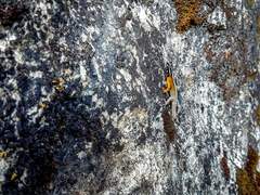 Gonatodes atricucullaris