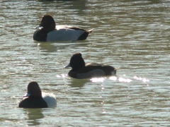 Aythya fuligula × nyroca