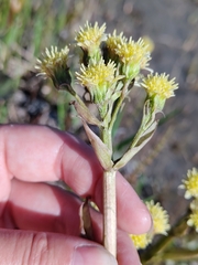 Petasites radiatus, photograph (c) Екатерина Гущина, some rights reserved (CC BY)