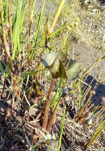 Petasites radiatus, photograph 3