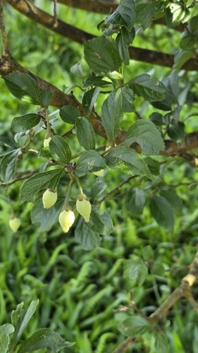 Styrax formosanus, photograph 2