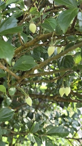 Styrax formosanus, photograph 3